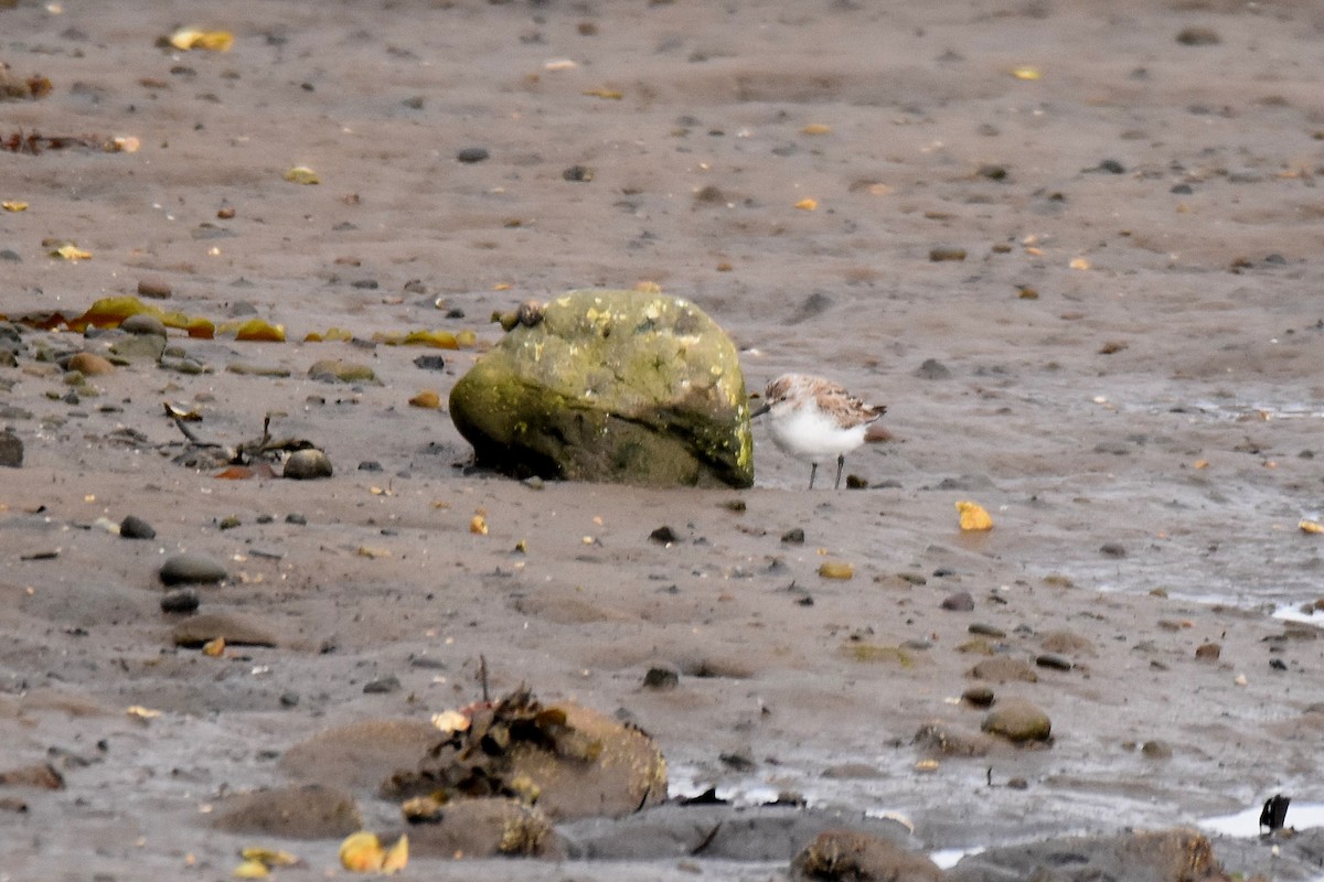 Bergstrandläufer - ML637796222