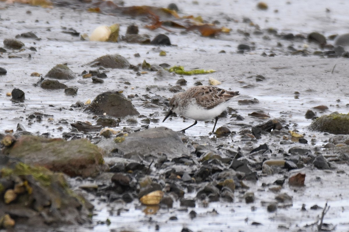 Bergstrandläufer - ML637796223