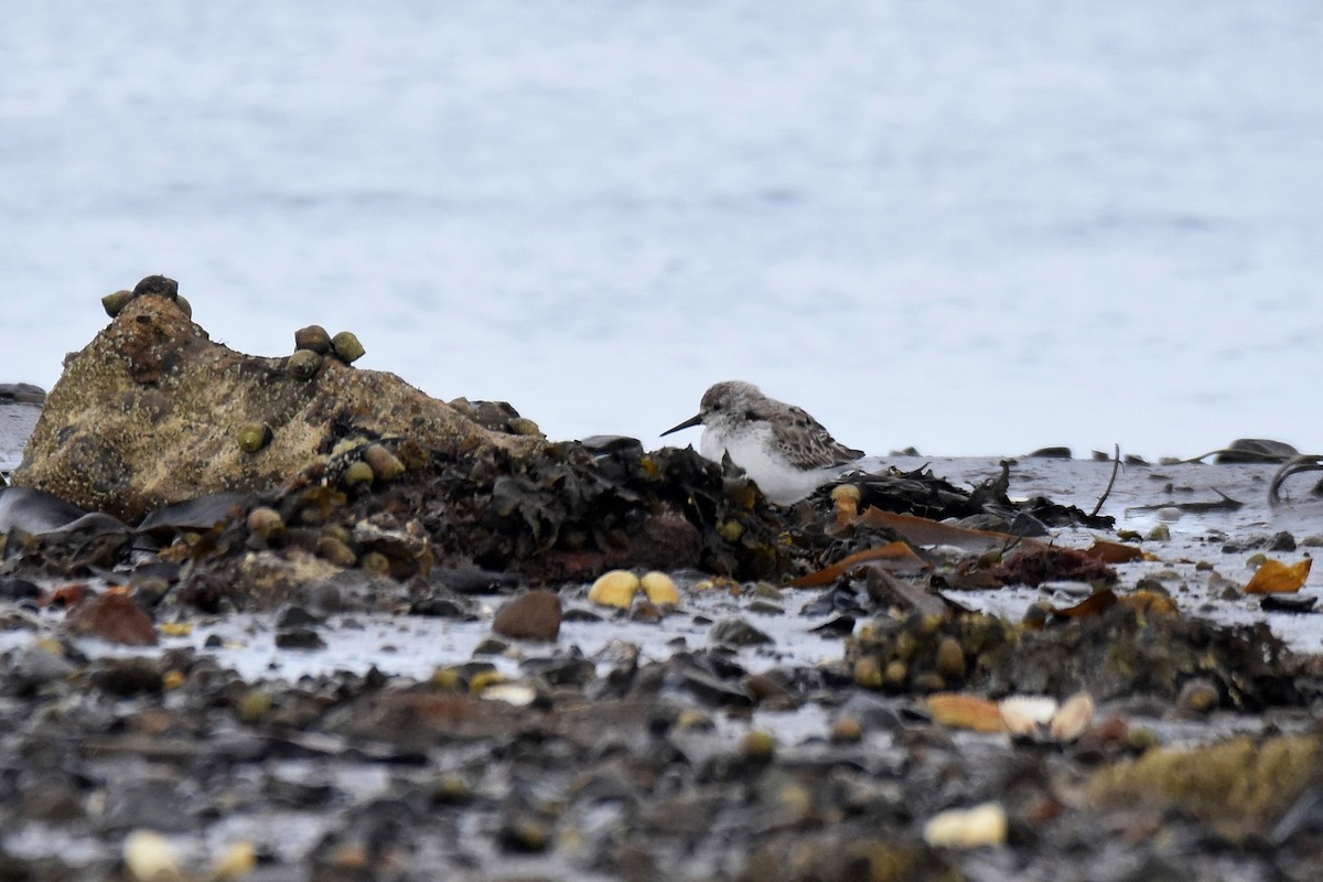 Bergstrandläufer - ML637796224