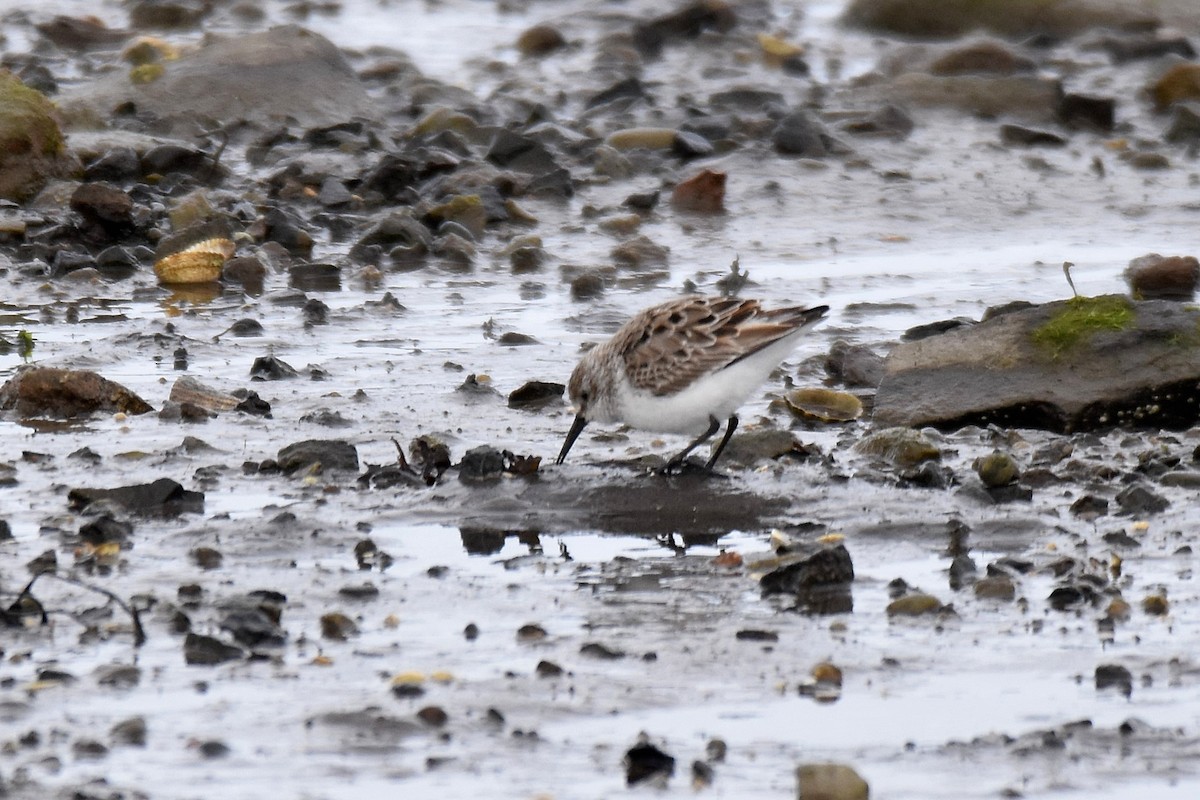 Bergstrandläufer - ML637796225