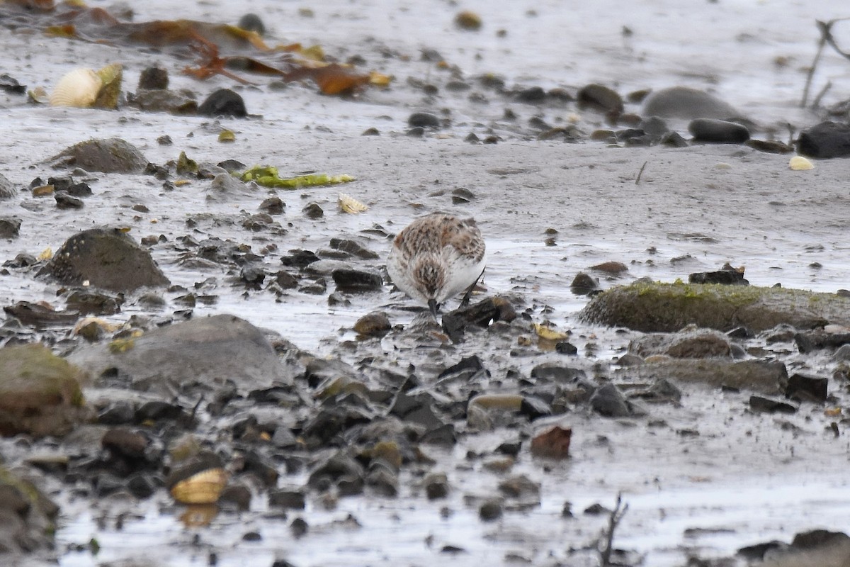 Bergstrandläufer - ML637796226