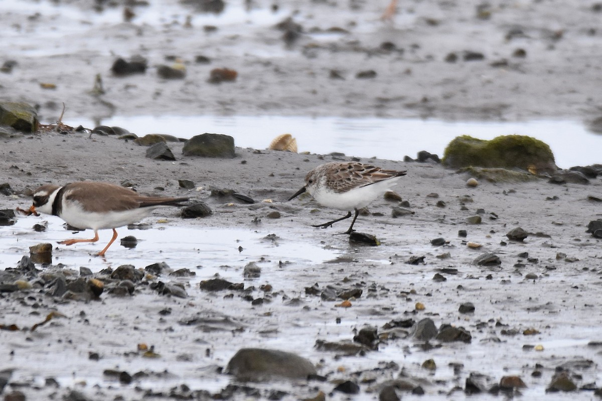 Bergstrandläufer - ML637796227