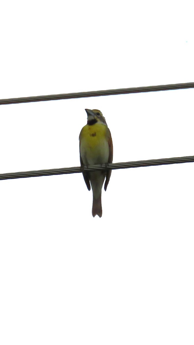 Dickcissel - ML637796283