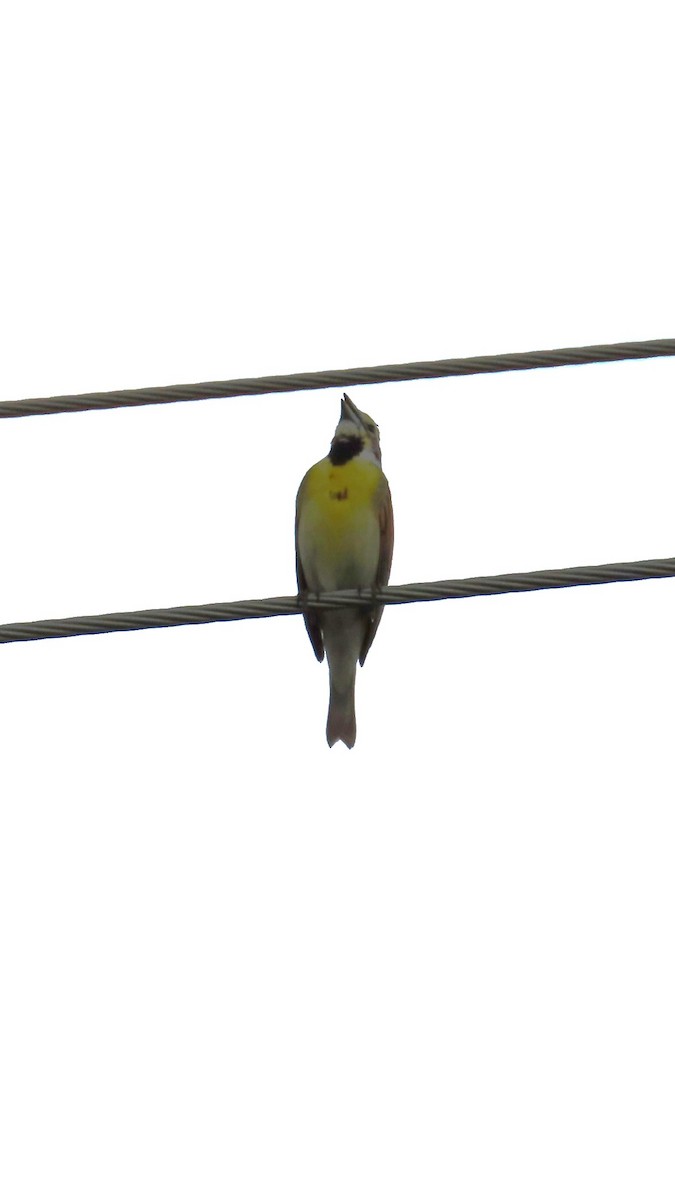 Dickcissel - ML637796284