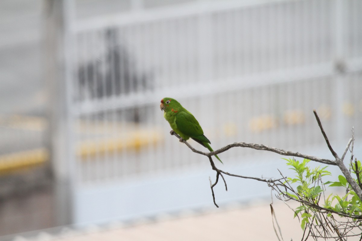 Crimson-fronted Parakeet - ML637796297