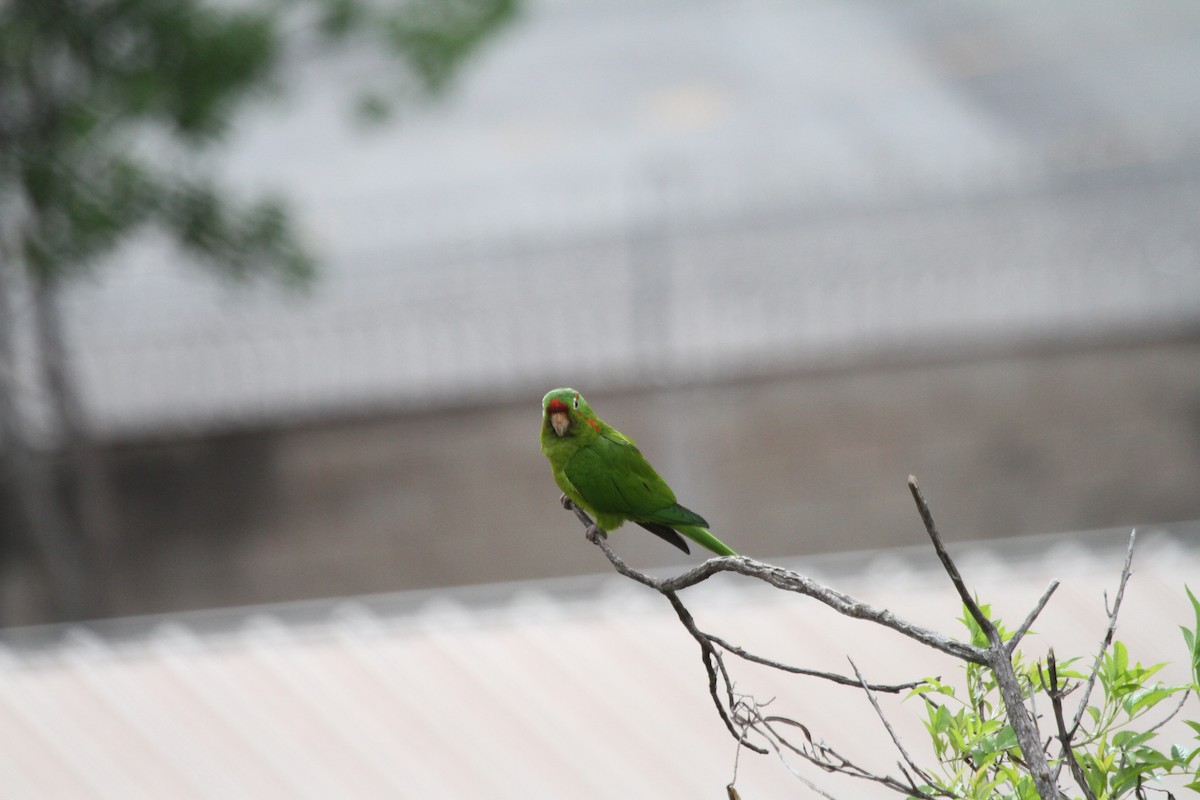 Crimson-fronted Parakeet - ML637796384