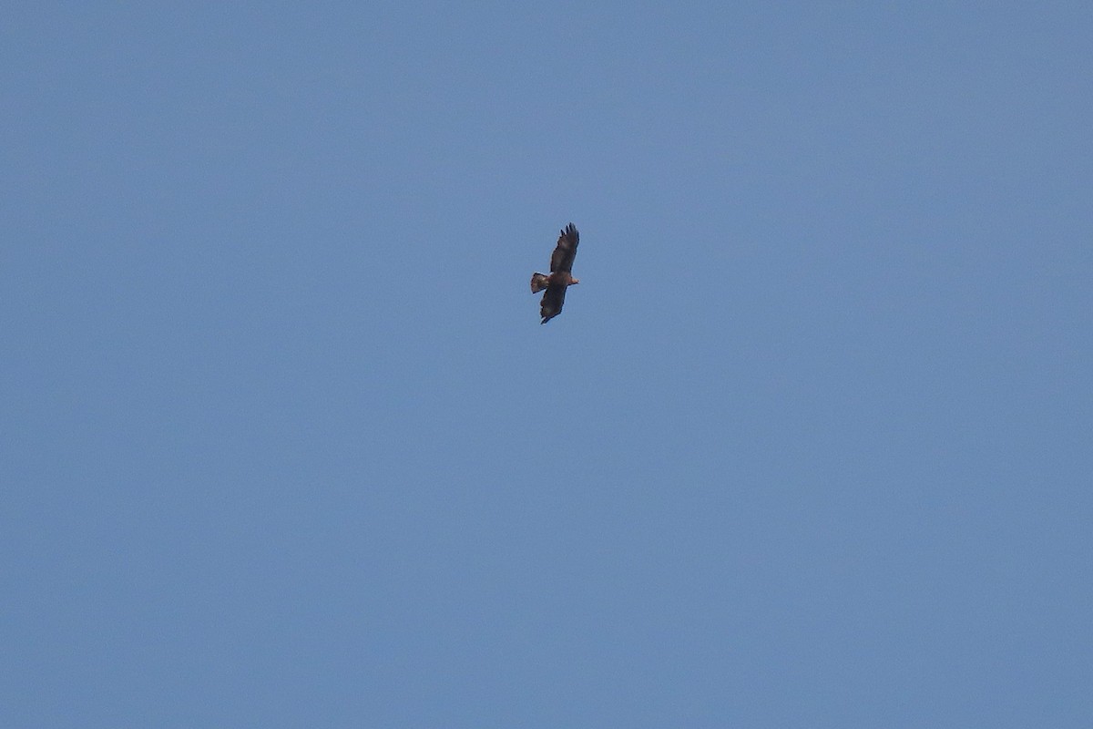 Golden Eagle - ML637796406