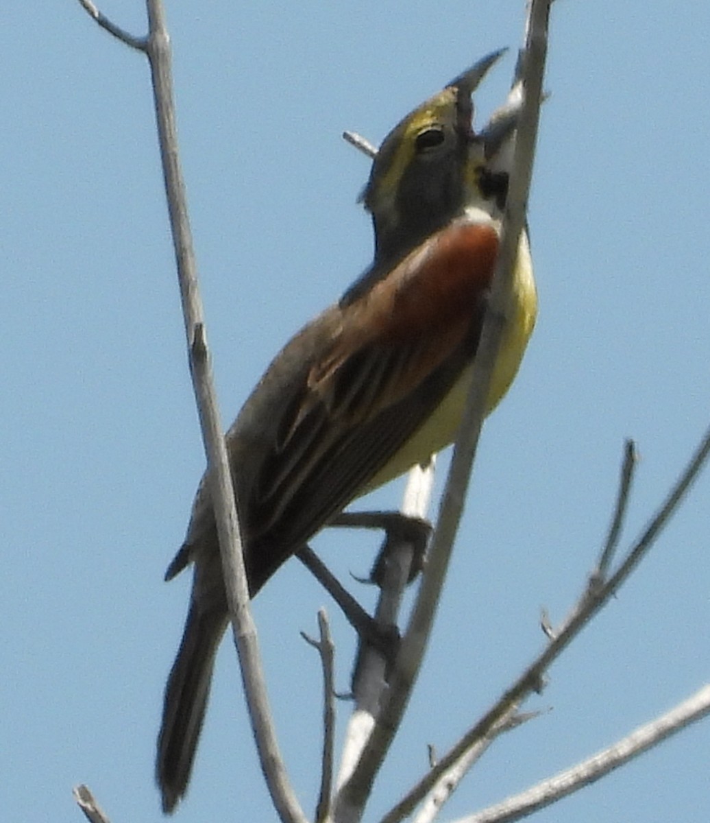 Dickcissel - ML637796421
