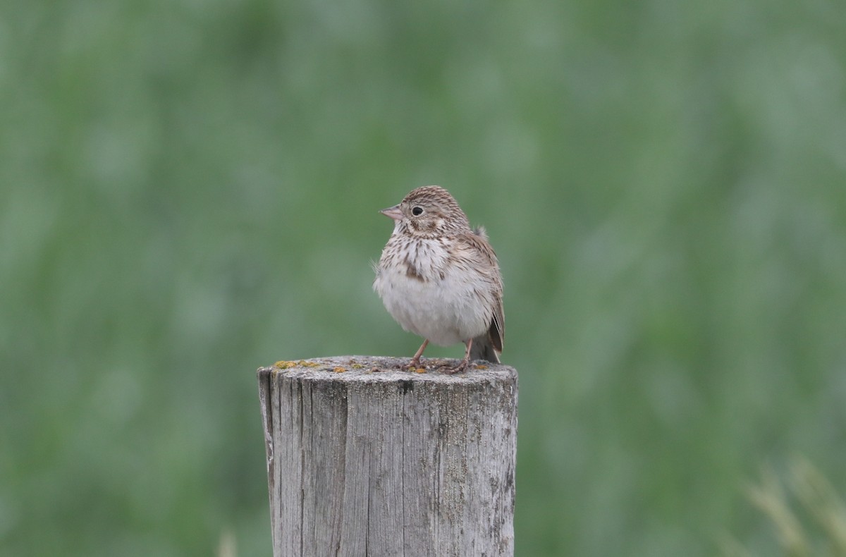 Vesper Sparrow - ML637796425