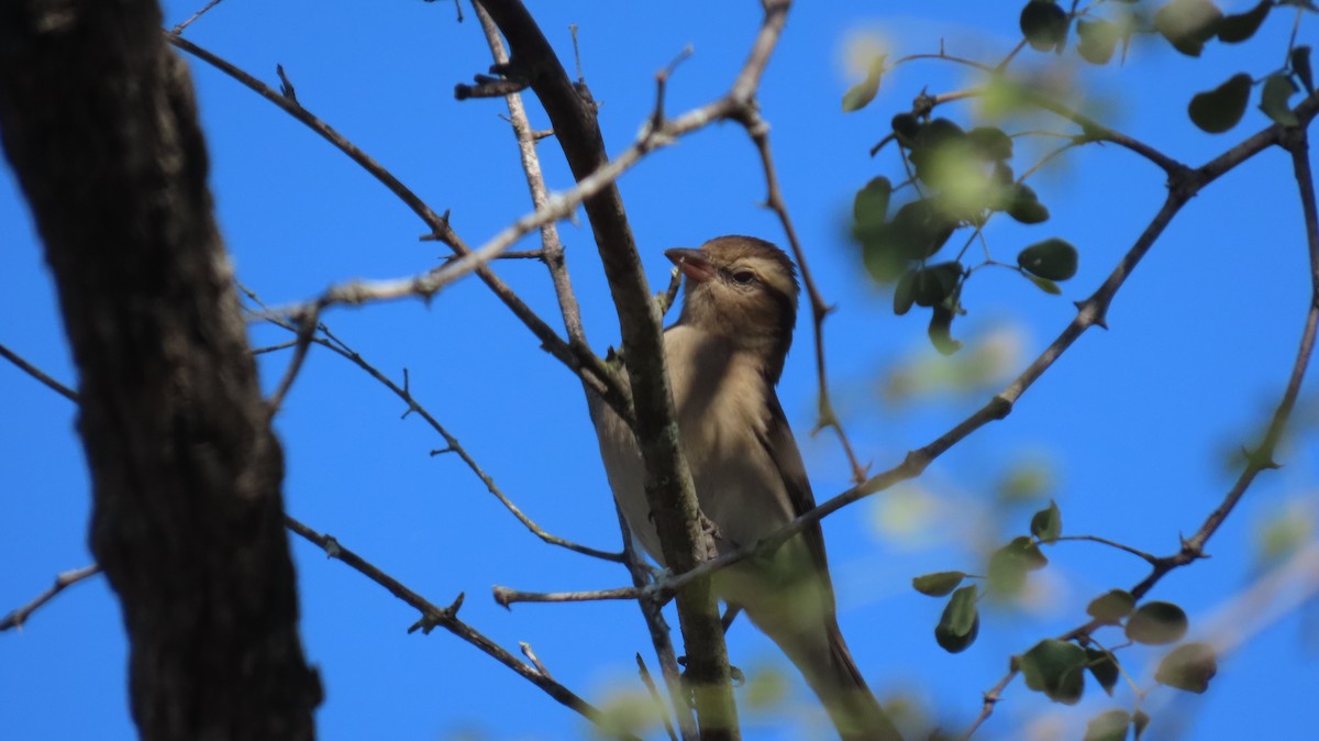 Yellow-throated Bush Sparrow - ML637796435