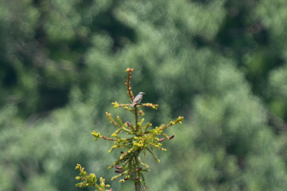 Water Pipit - ML637796453