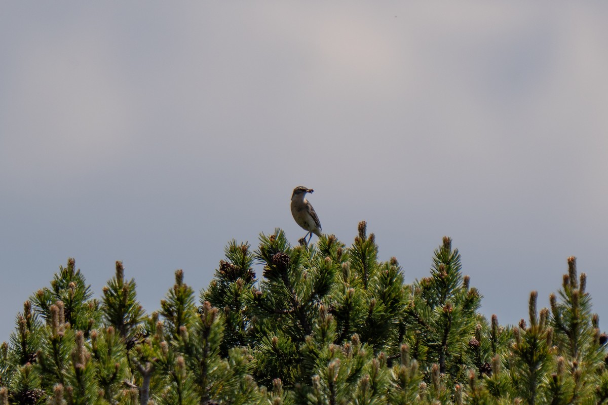 Water Pipit - ML637796454