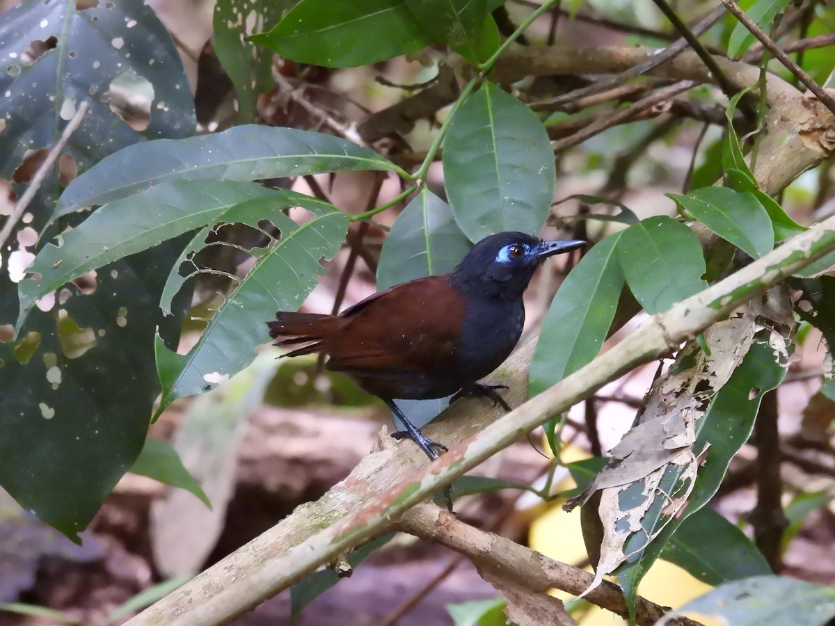 Chestnut-backed Antbird - ML637796467