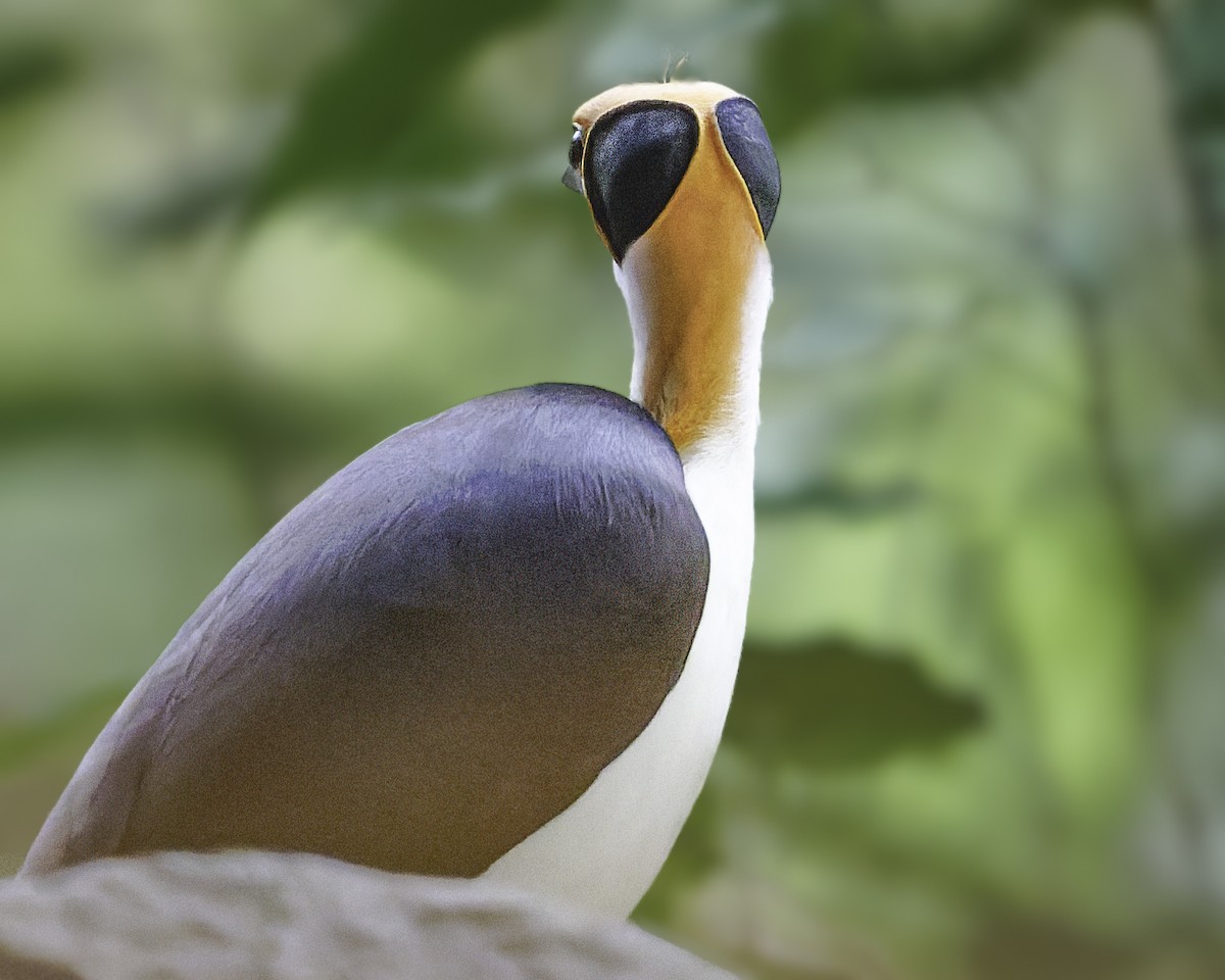 White-necked Rockfowl - ML637796560