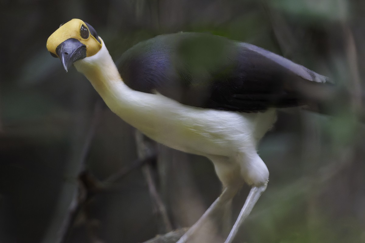 White-necked Rockfowl - ML637796563
