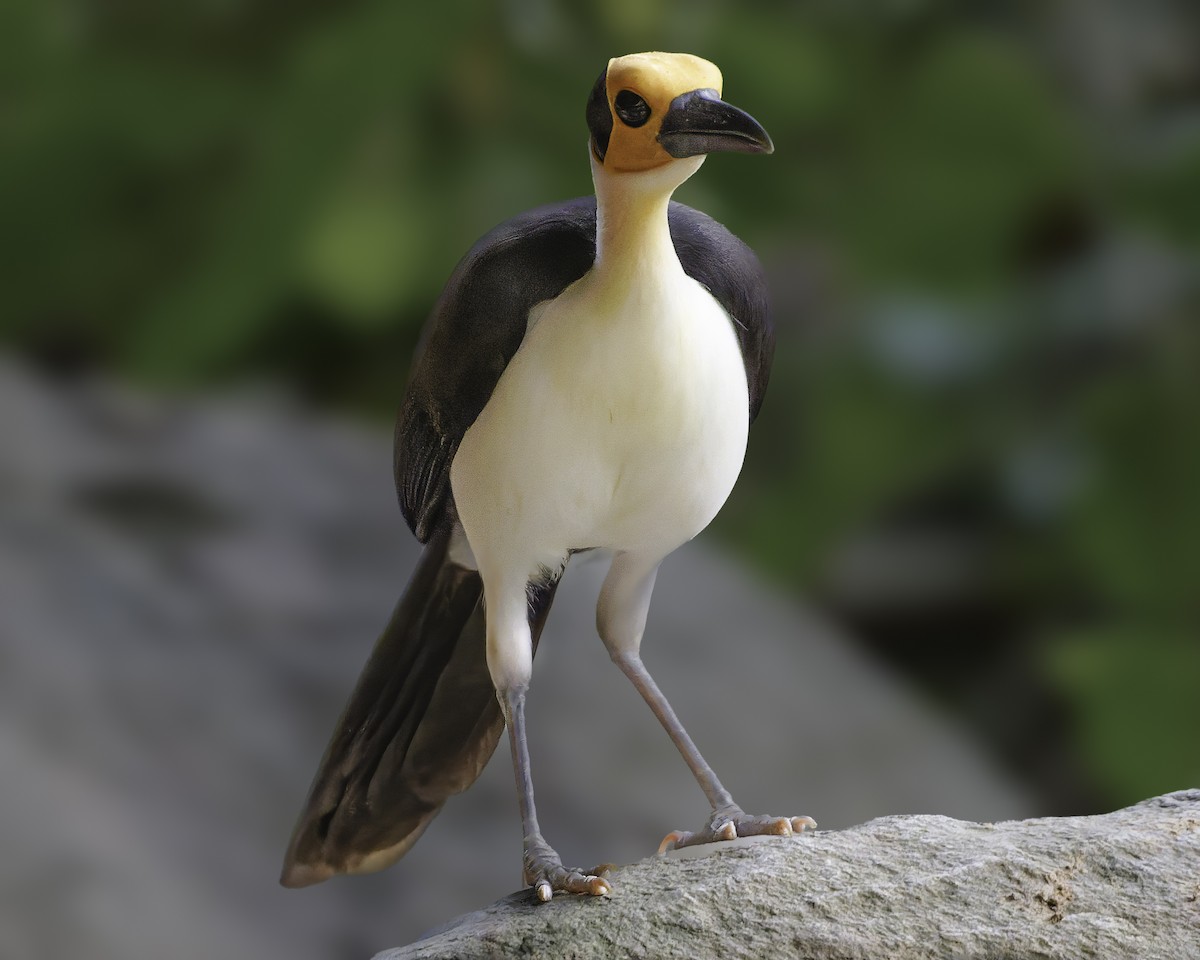 White-necked Rockfowl - ML637796564