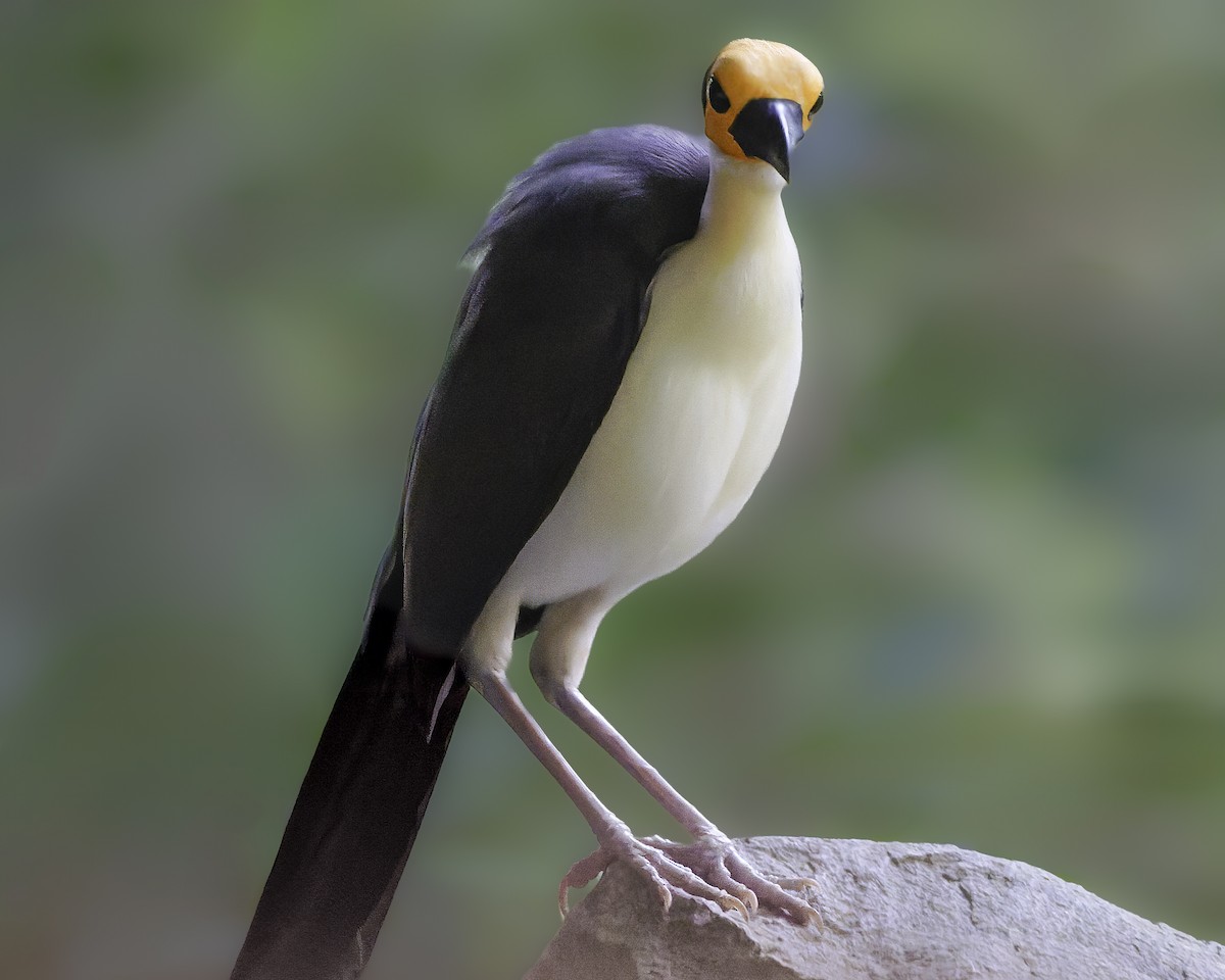 White-necked Rockfowl - ML637796565