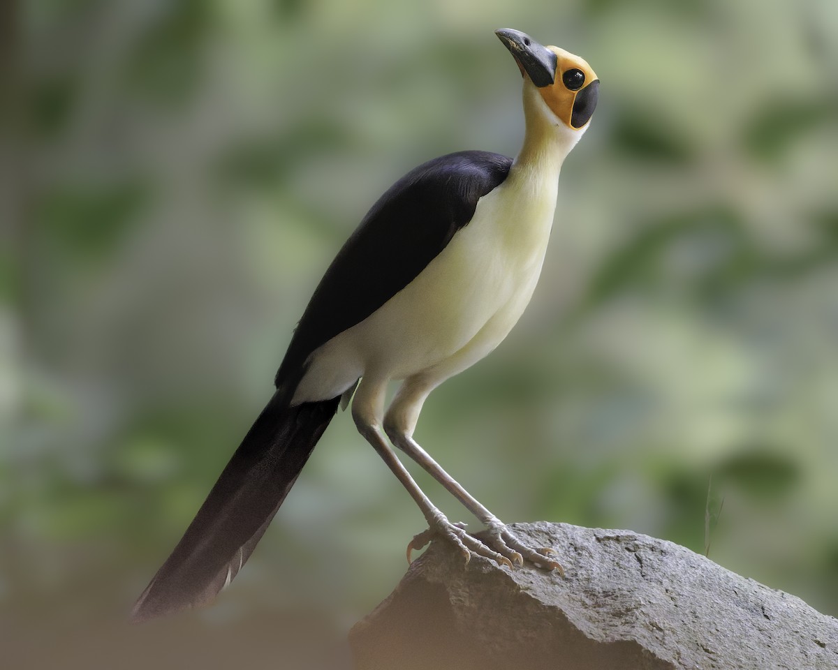 White-necked Rockfowl - ML637796566