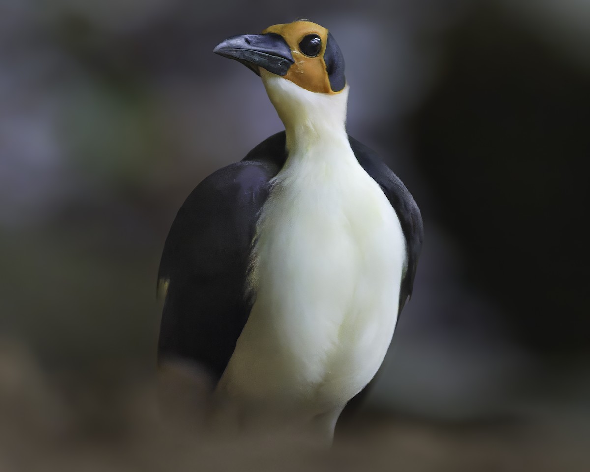 White-necked Rockfowl - ML637796567
