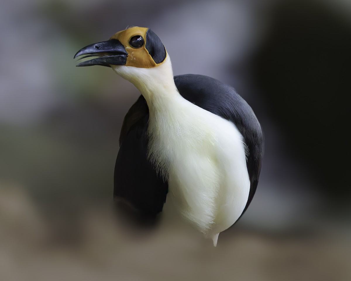 White-necked Rockfowl - ML637796570