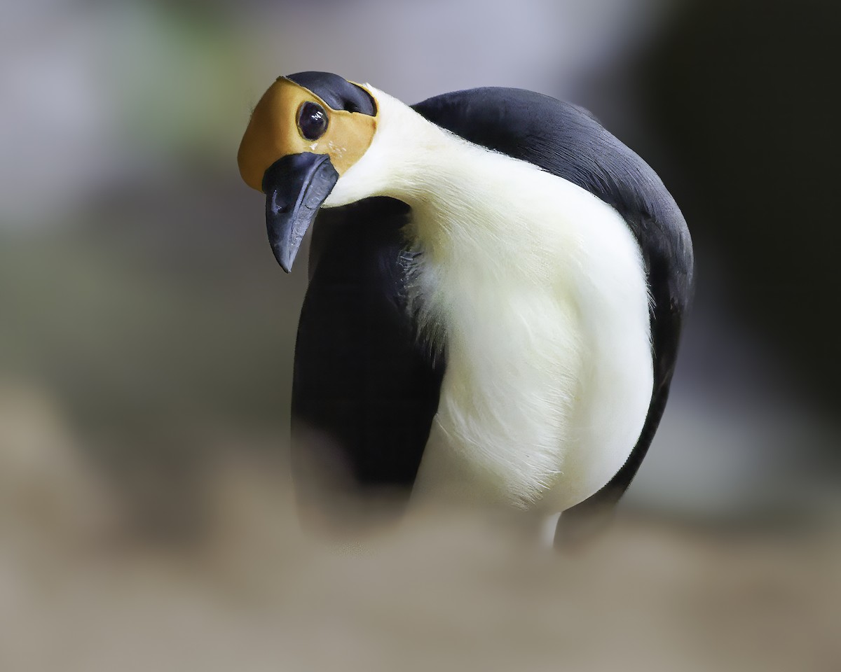 White-necked Rockfowl - ML637796571