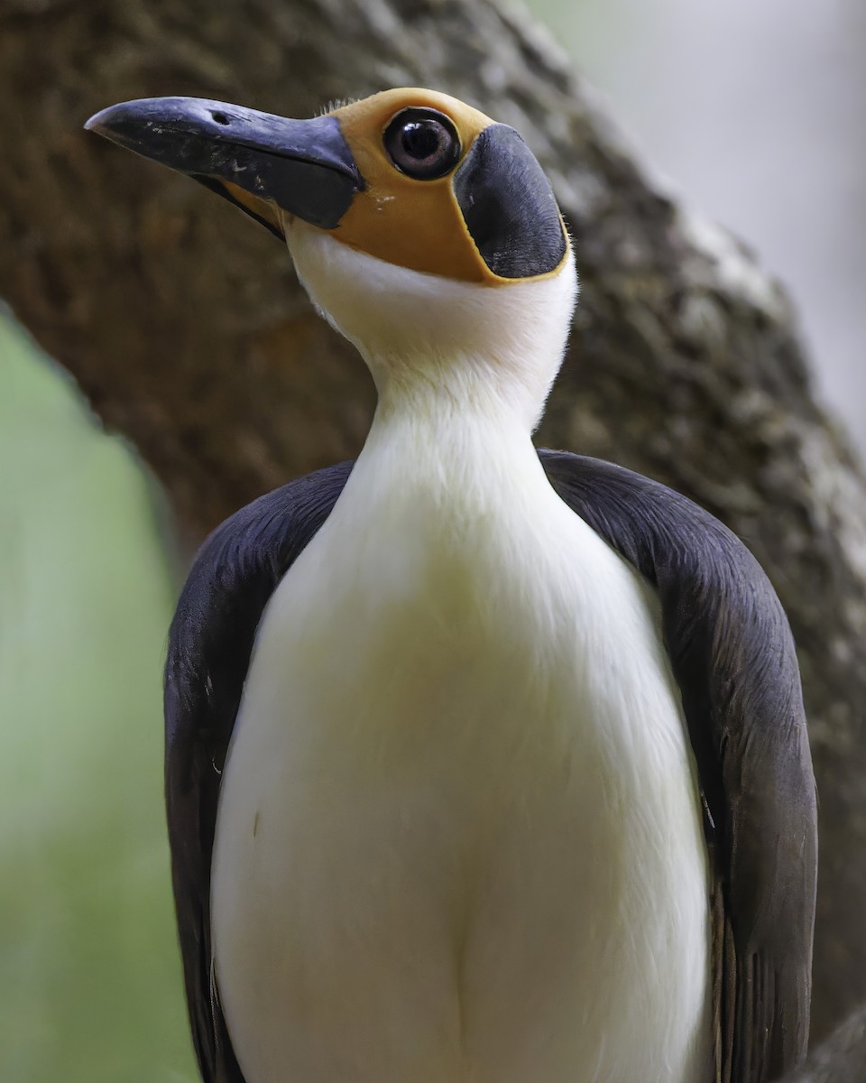White-necked Rockfowl - ML637796572