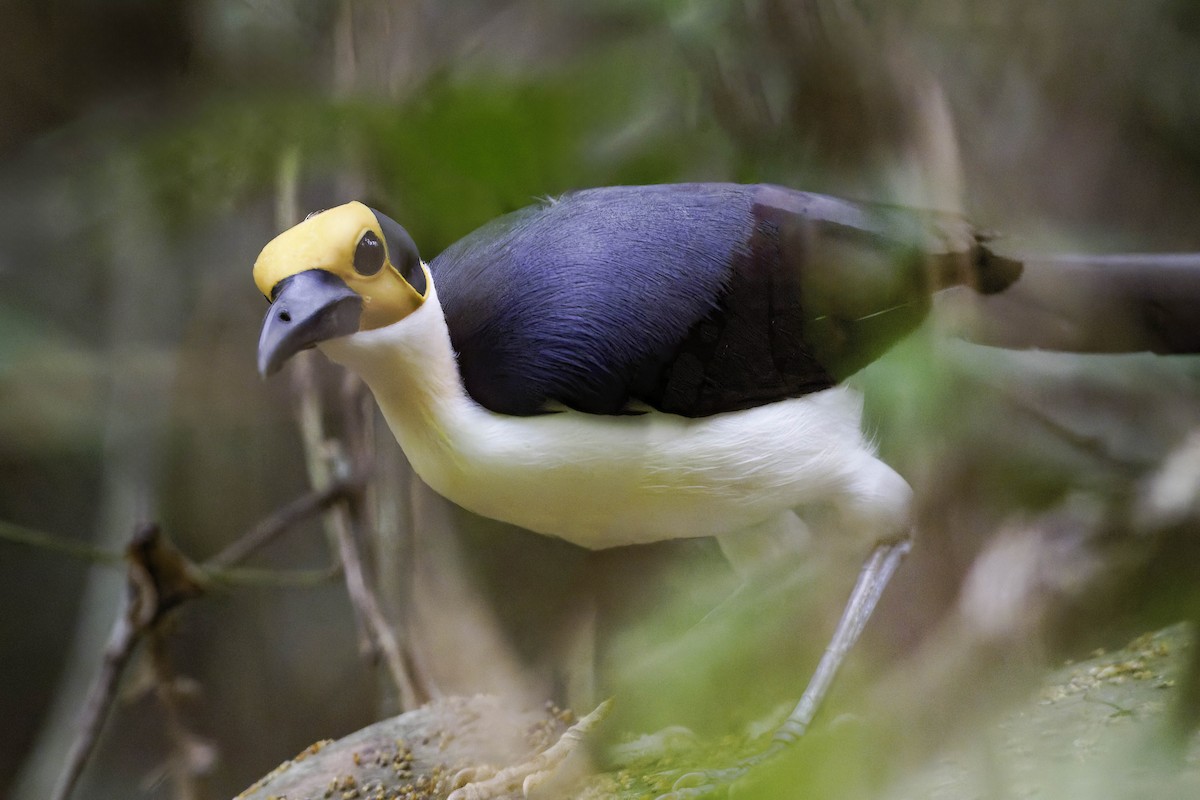 White-necked Rockfowl - ML637796573