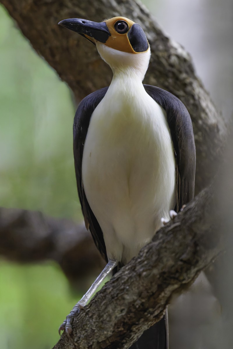 White-necked Rockfowl - ML637796574