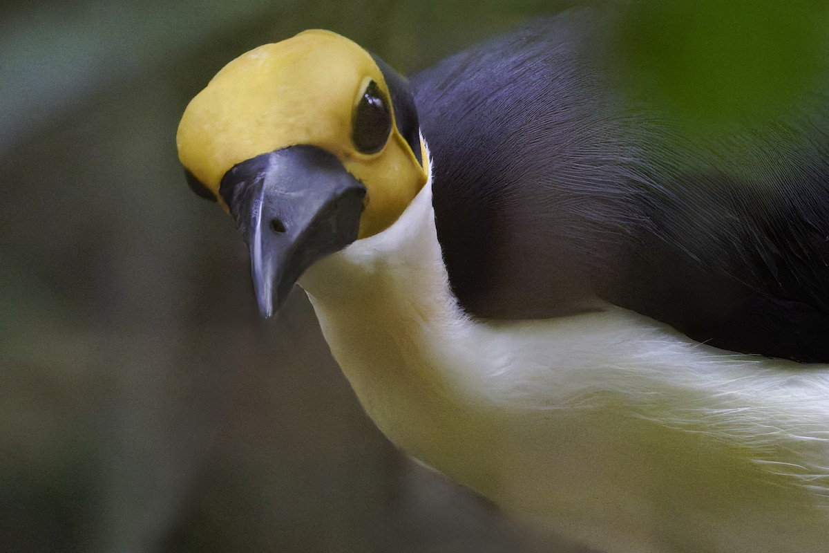 White-necked Rockfowl - ML637796576