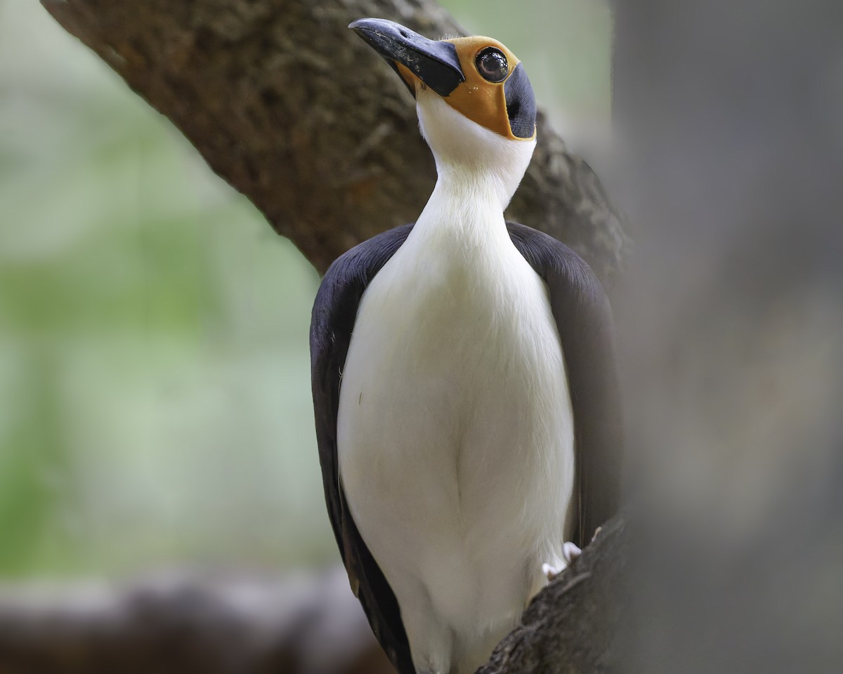 White-necked Rockfowl - ML637796577