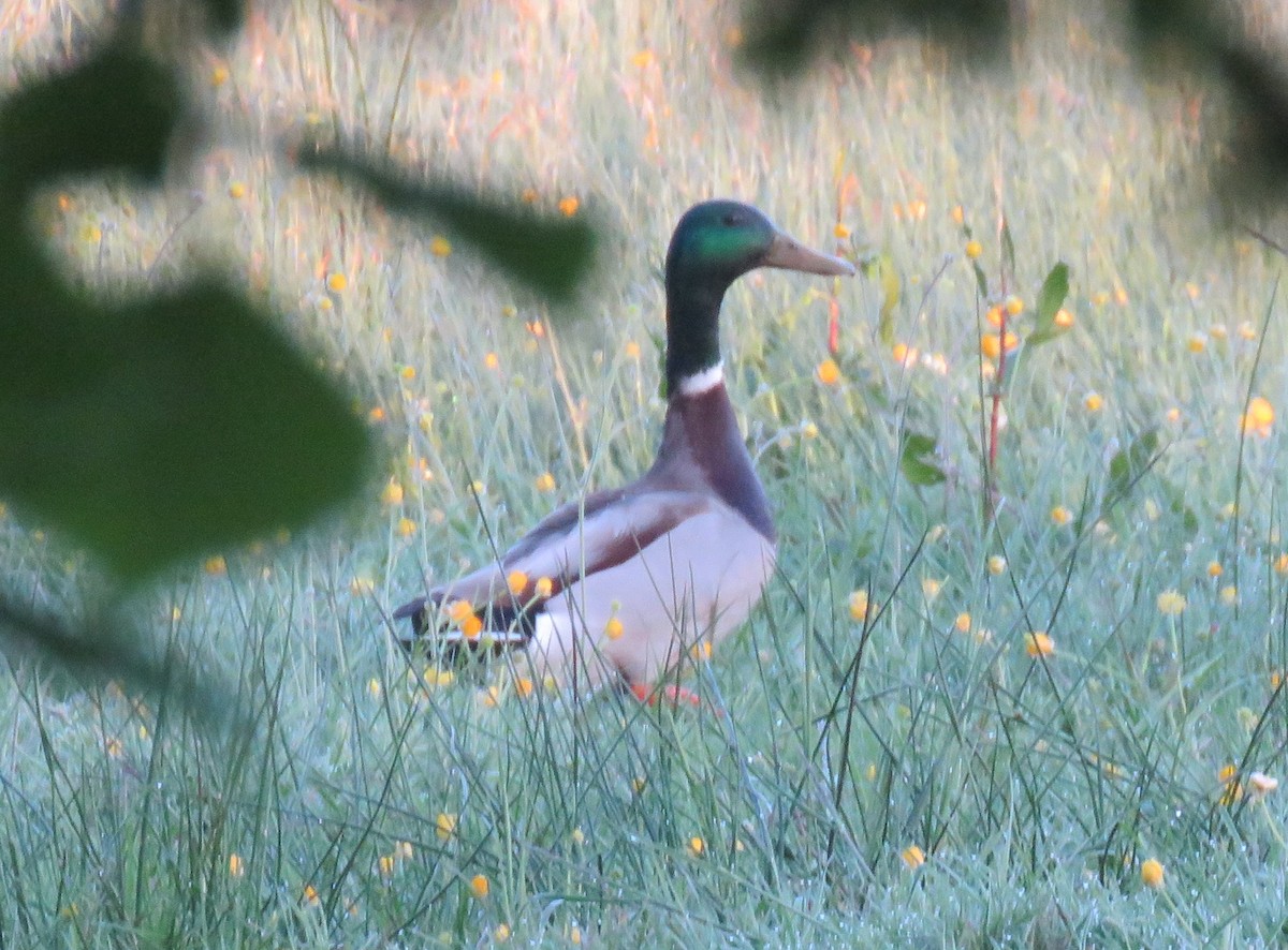 Mallard - ML637796581