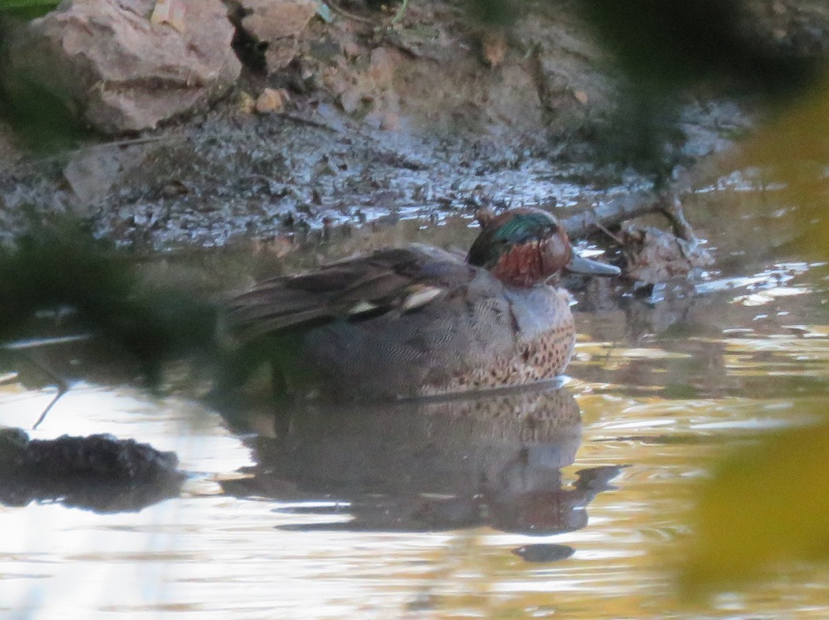 Green-winged Teal - ML637796595