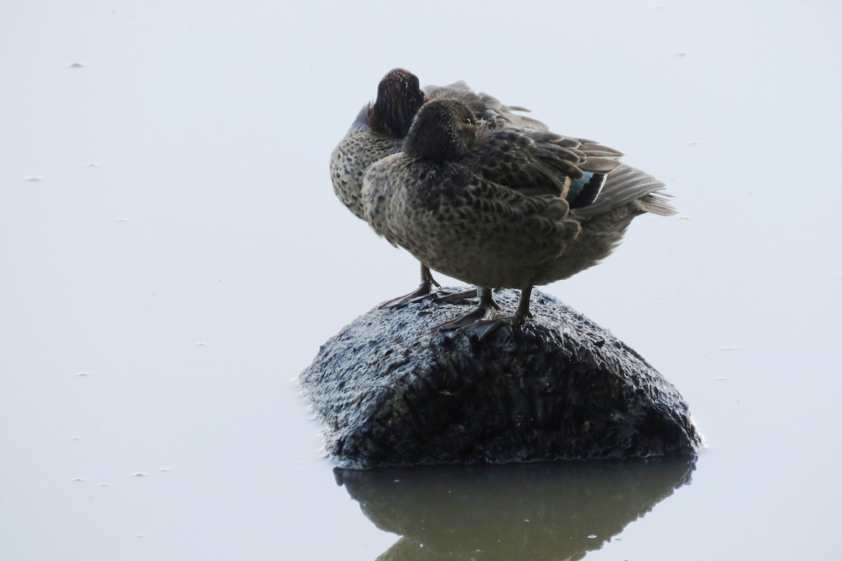 Green-winged Teal - ML637796611