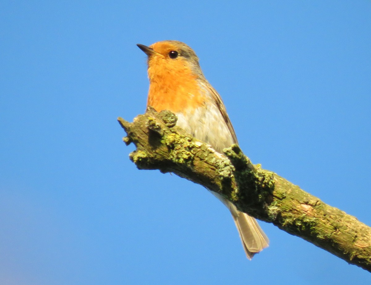 European Robin - ML637796638