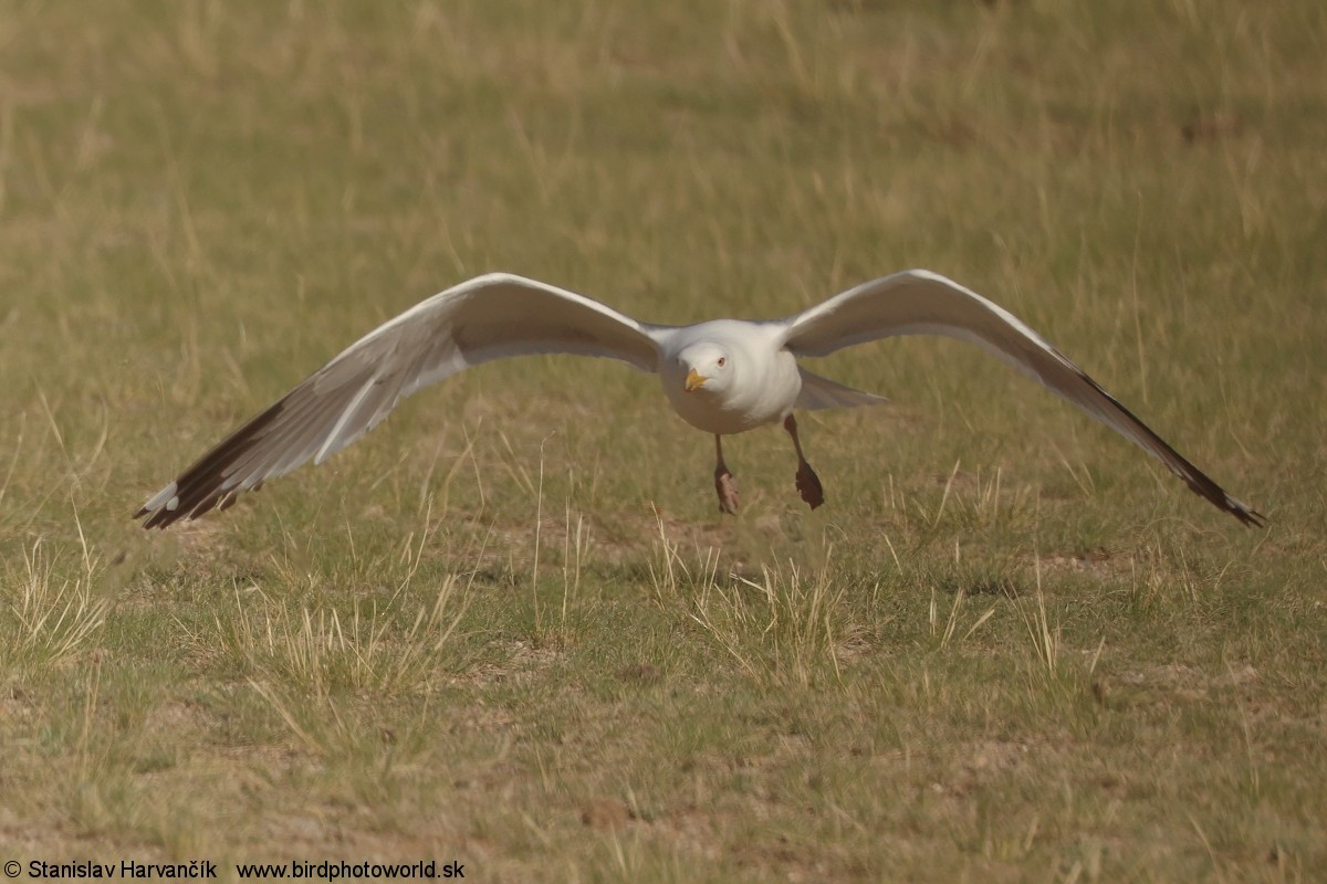 Mongolian Gull - ML637796717