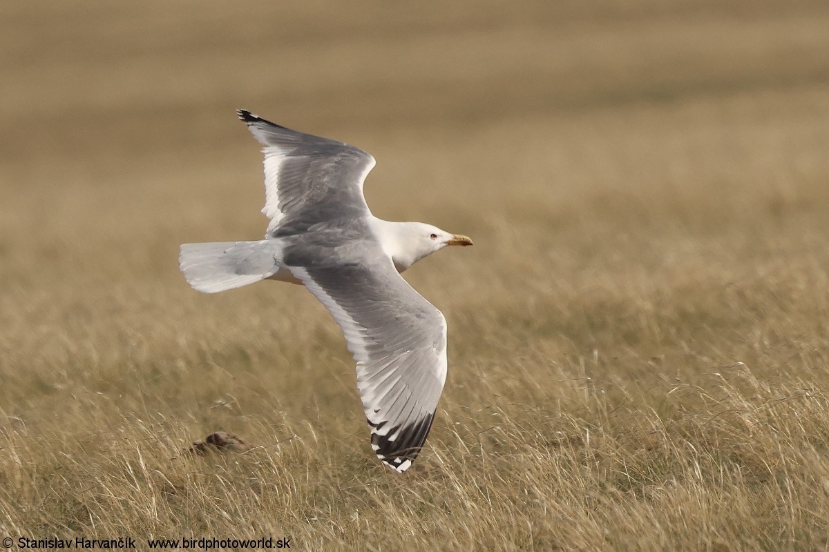 Mongolian Gull - ML637796720