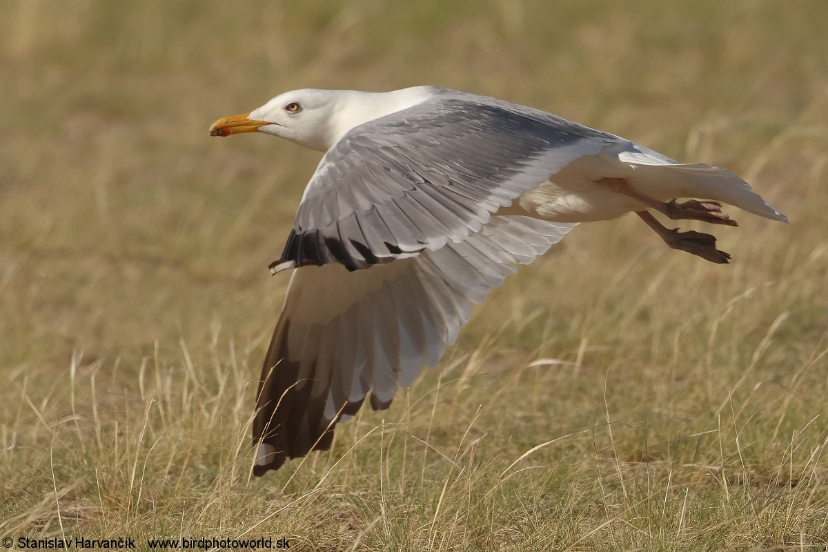 Mongolian Gull - ML637796721