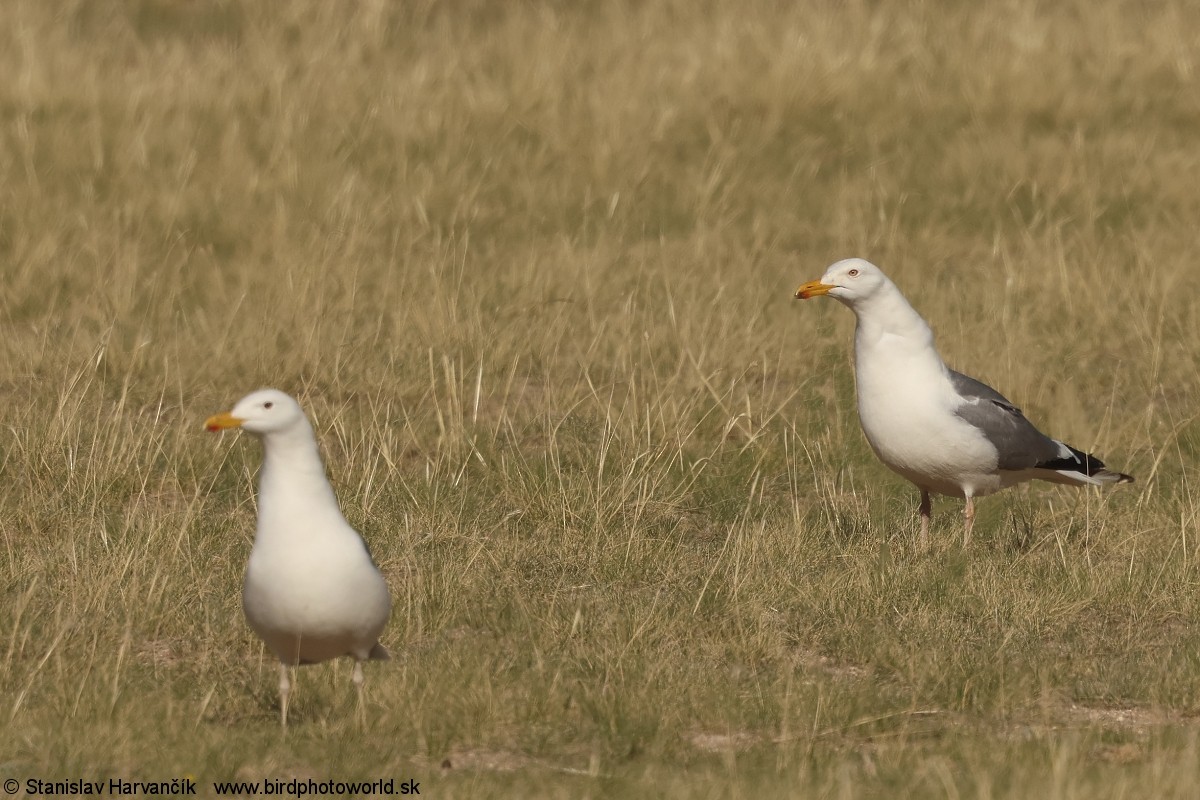 Mongolian Gull - ML637796722