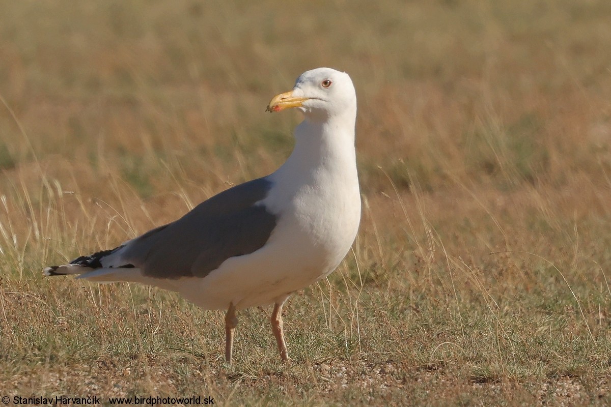 Mongolian Gull - ML637796723