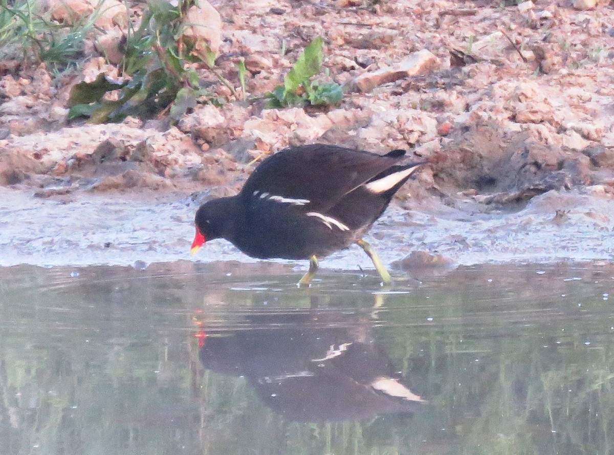 Eurasian Moorhen - ML637796745