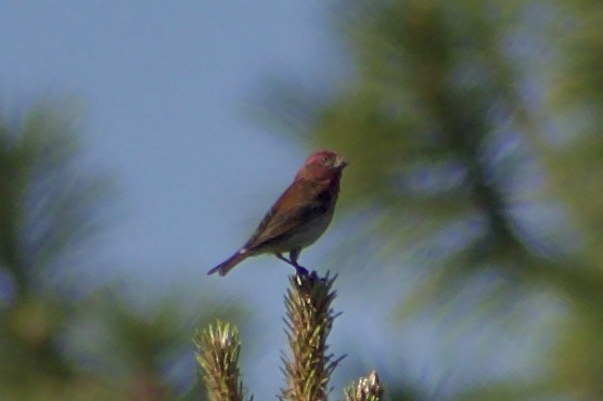 Purple Finch (Western) - ML637796781