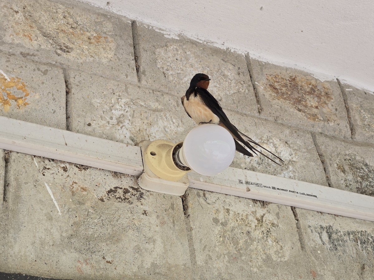 Hirondelle rustique - ML637796813