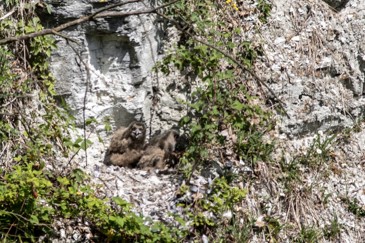 Eurasian Eagle-Owl - ML637796887