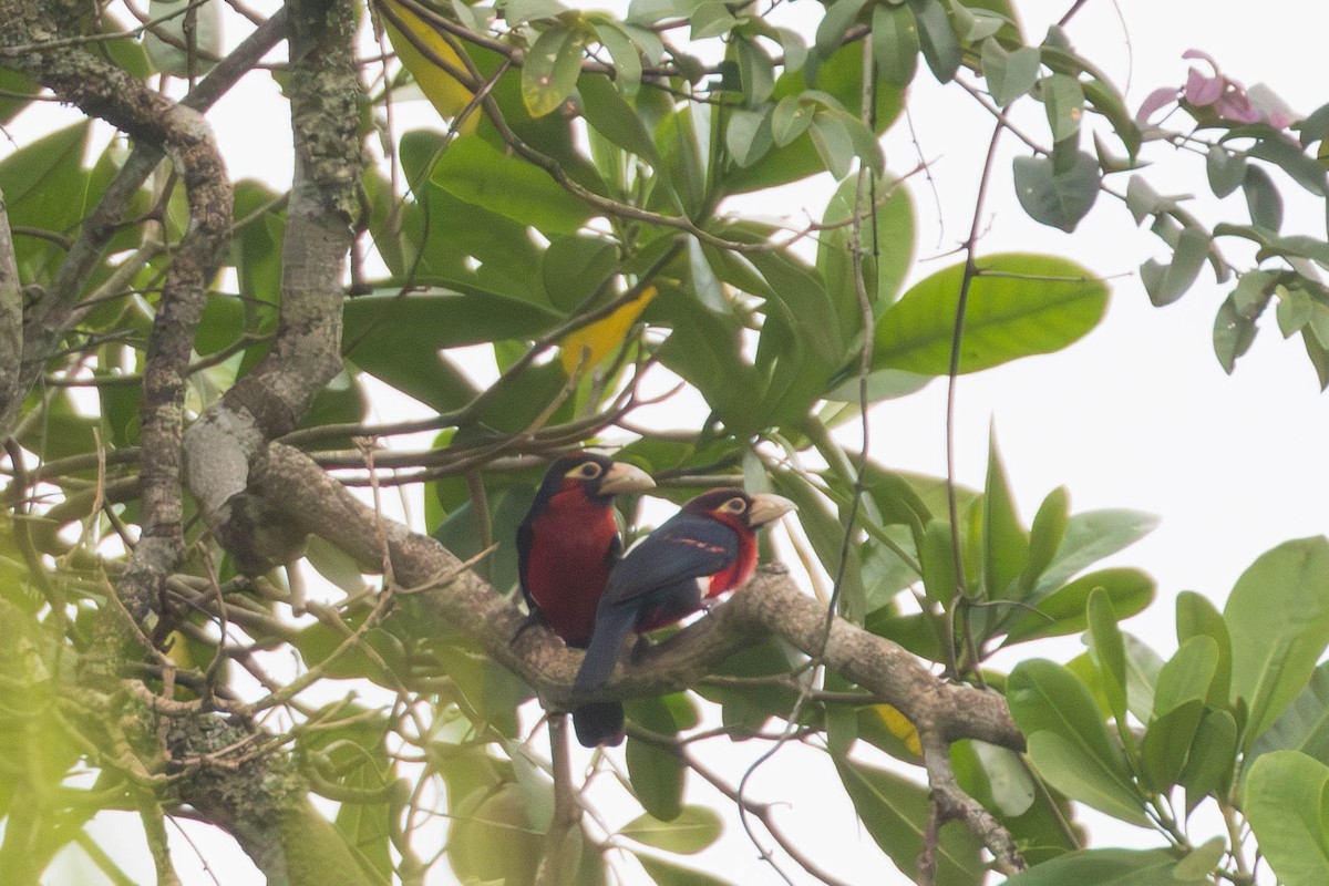 Double-toothed Barbet - ML637796924