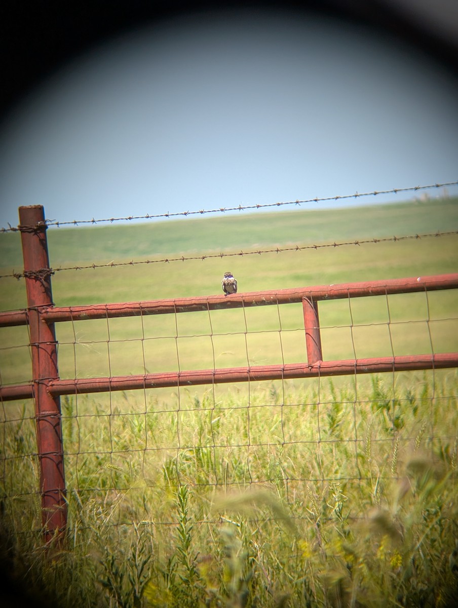 Common Nighthawk - ML637796945
