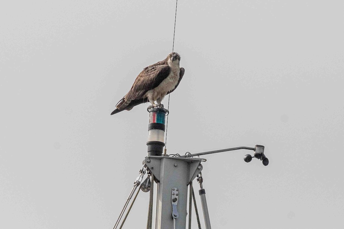 Balbuzard pêcheur - ML637796951