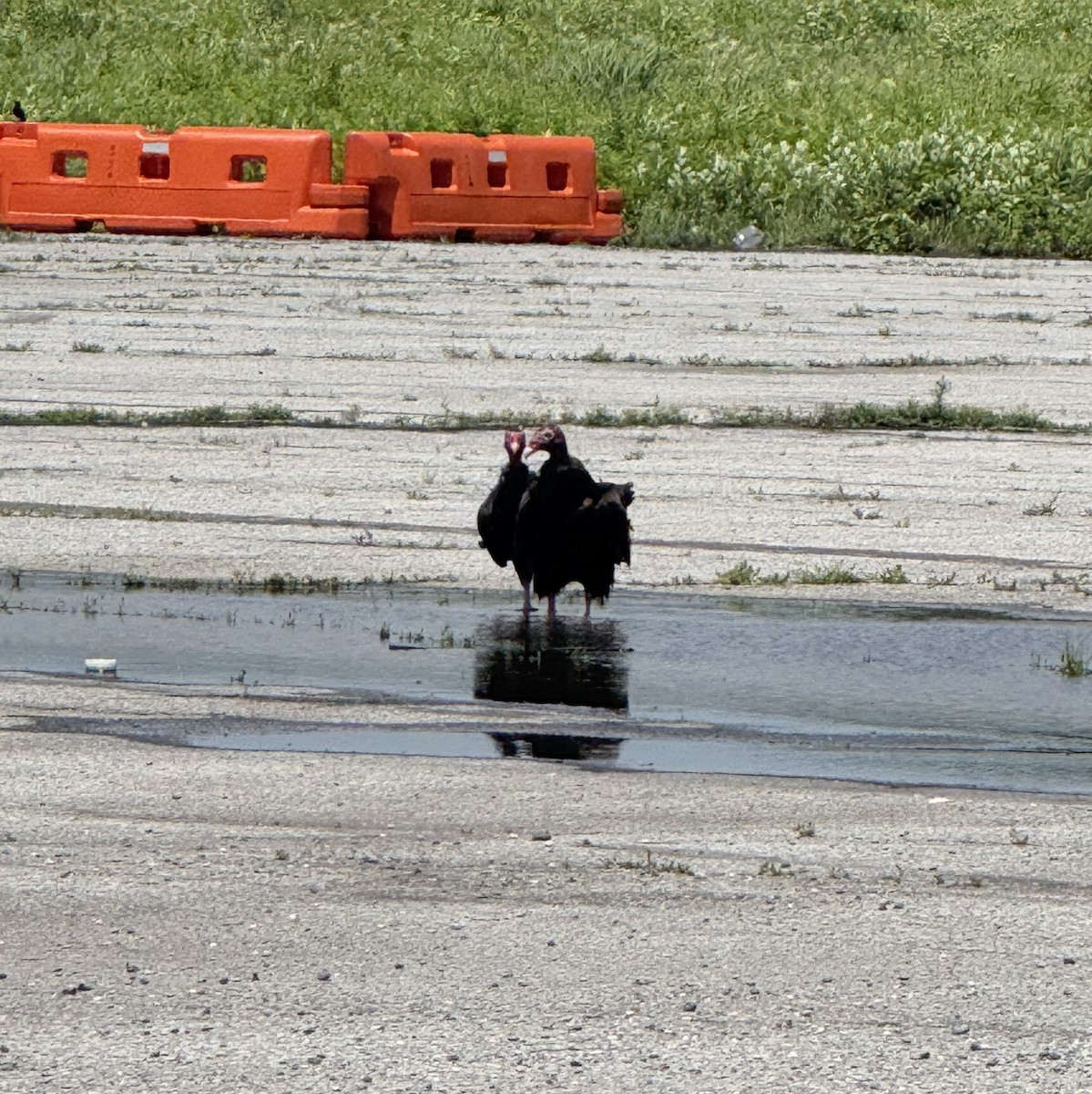 Turkey Vulture - ML637796982
