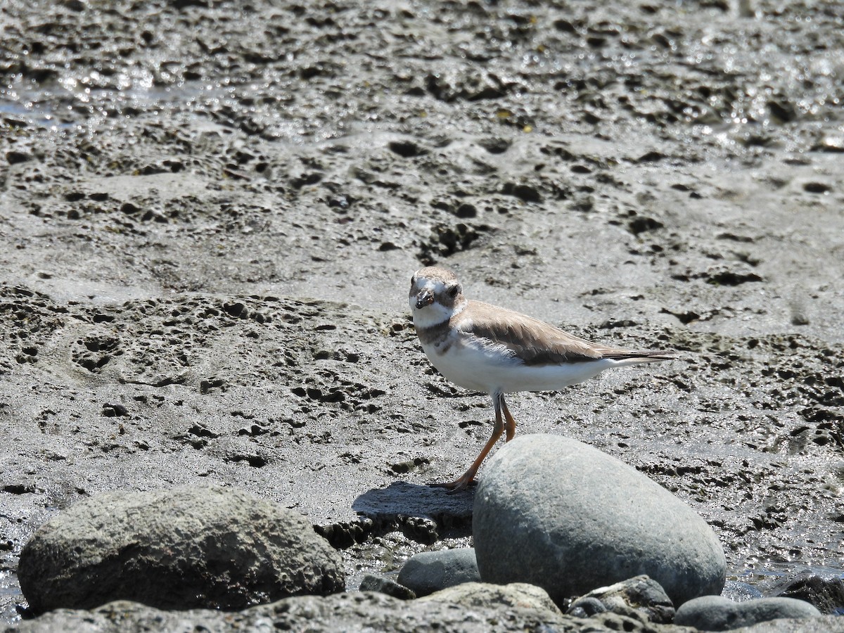 Semipalmated Plover - ML637796993