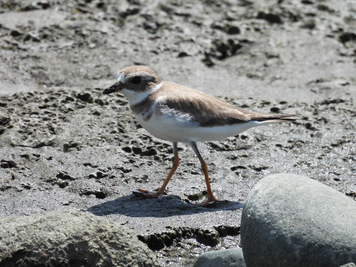 Semipalmated Plover - ML637796994