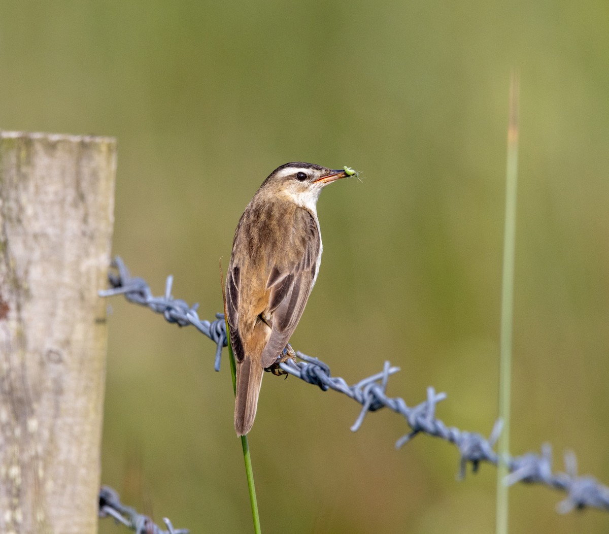 Sedge Warbler - ML637797015